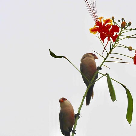 Appartamento Casarao Da Fonte São Luís Esterno foto