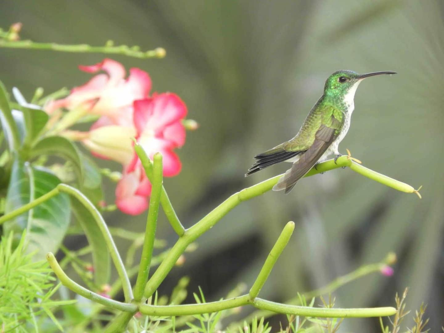 Appartamento Casarao Da Fonte São Luís Esterno foto